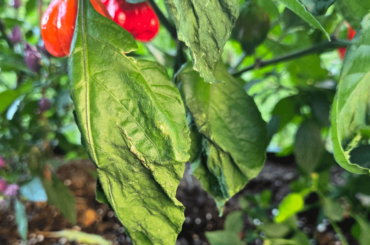 Cold? Wind? Canadian weather ?