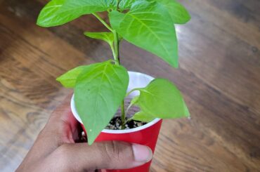 How much would u buy these for?