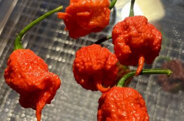 This dragon’s breath plant is a little too rowdy. Bought a whole new dehydrator just for them.