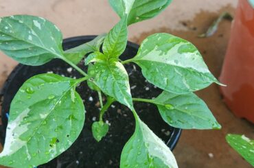 A little update on my F3s, they've jumped massively this week, 2 even have little buds(no I won't pick them)