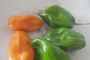 Are these ghost peppers or habanero peppers?