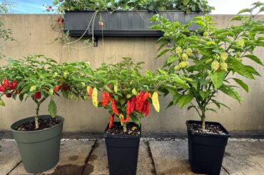 Trio Infernale - Habanero Red, Bhut Jolokia & Carolina Reaper