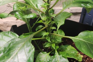 Are these looking normal?