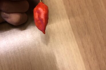 Can someone help me to identify this pepper?