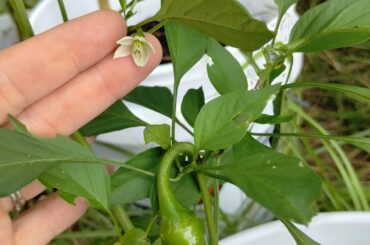Cayenne or jalapeno?