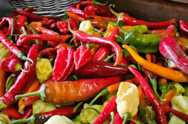 Assortment of peppers I grow.