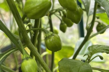 Ghosts or Habeneros?