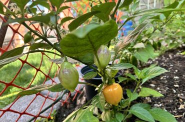 Hey guys, I forgot what I planted here and I can’t tell from the peppers. Any ideas on what these are?