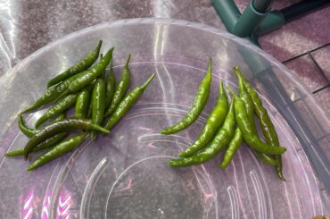 I was given some mystery pepper plants yesterday and need help