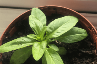 Is this normal for Trinidad moruga scorpion seedling