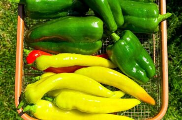 Broke a branch trying to clear weeds around my bells