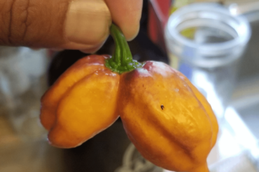 Found this gem hiding in the leaves