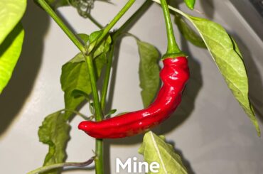 Need help identifying my pepper