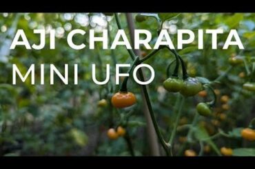 Aji Charapita Mini UFO - Open Pepper Breeding