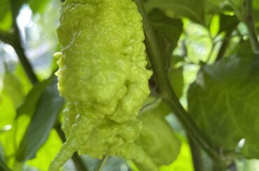 How long to primotaliis take to ripen?