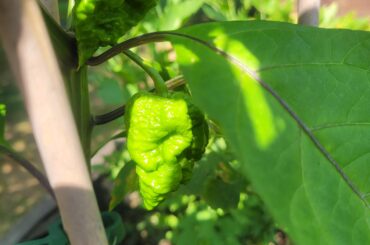 Identification help please?