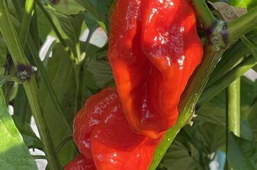 Habs are finally ripening