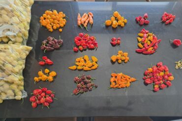 Latest harvest