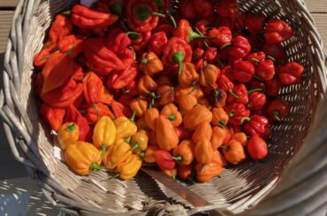 Mid season pull. Zone 10