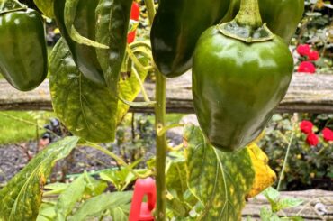 I was sold these 'wiri wiri' peppers