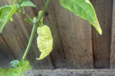 Help identifying these peppers ?