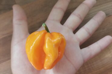 Today's habanero
