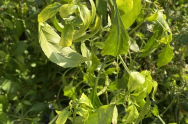 Should I be worried about the yellowing leaves.