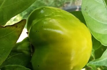 What are these "freckles" on some of my habaneros?
