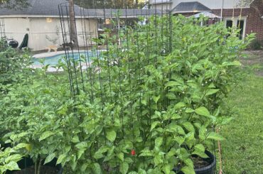 Reapers are looking fire