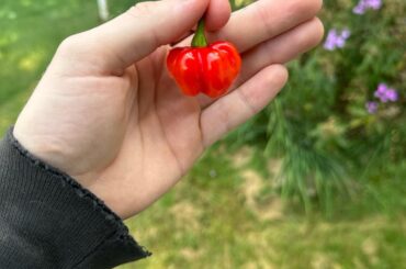 Unusually spicy scotch bonnet