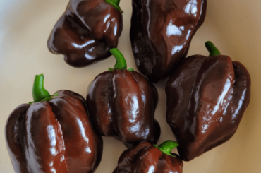 My first ever harvest. Chocolate Scotch Bonnets.