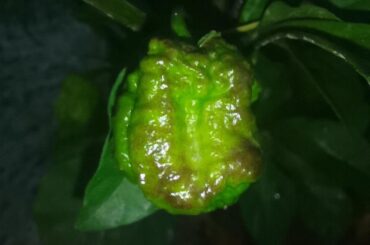 Dark spots on peppers?