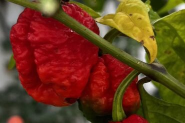 Carolina Reaper