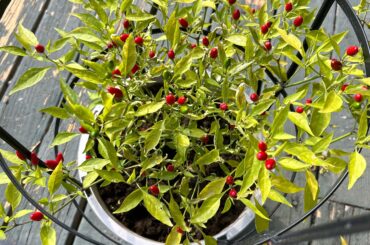 How can I save these dying Thai Hot Peppers?