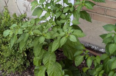 They were a gift - Two plants from the same grow can... Any idea what these are?