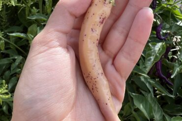 Spotted buena mulata peppers