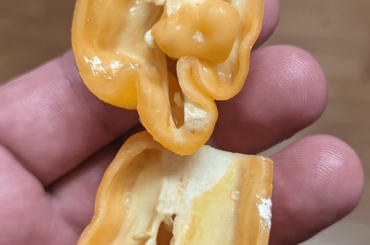 Nearly all Habaneros from the same plant has babies in them.