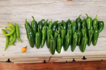 The before and after pictures of my jalapeno harvest: