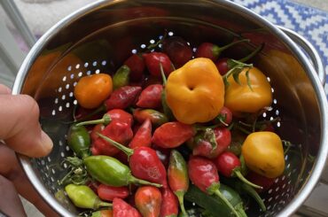 Gift from wife’s coworker! Anybody got a Hotsauce recipe for me?