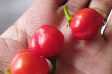 What are those little cutties ?