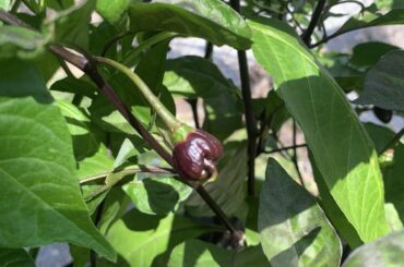 What are these Goth peppers?