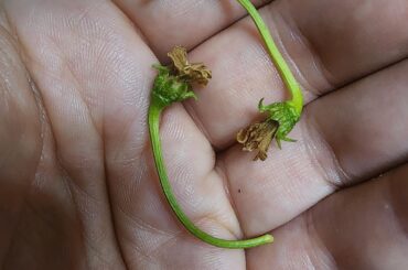 A brutal rainstorm we had a couple nights ago knocked all of the flowers off of my peppers plants. There goes 9 months of work for nothing.