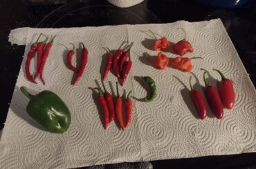 My humble harvest so far