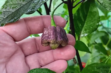 Pink x Jays x Reaper Lemon