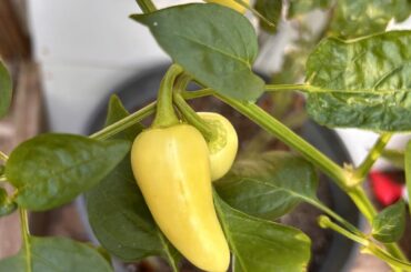 Grew some mystery seeds, any guesses as to what they may be?