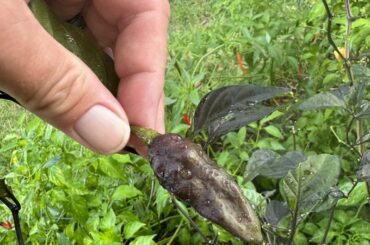 Any idea what these are? I planted big Thai hybrids, habaneros and Pepper Joe’s 7 Pot Bubblegum X Drax Diego Dream Pepper seeds. What are these black/peppers?