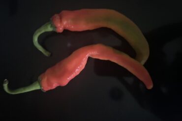 Please help me identify these?