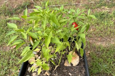 Growing some peppers