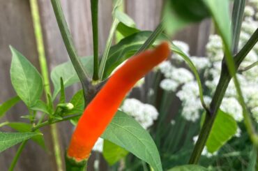 Do Thai chilies turn orange before they turn red?