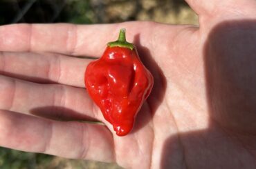 Any idea what type of pepper this is?